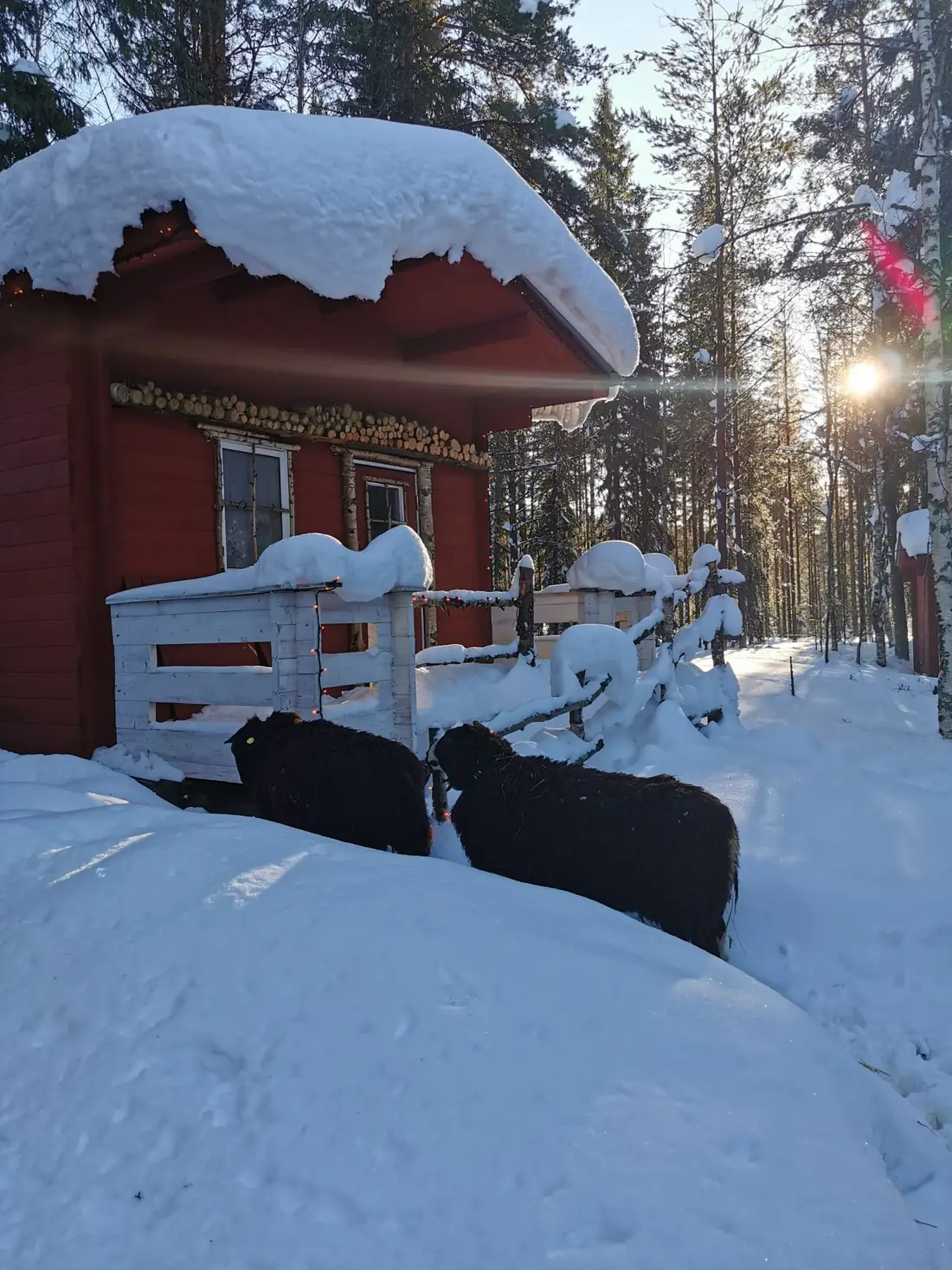 Brebis noires devant le chalet rouge enneigé, élevage local à deux pas du gîte