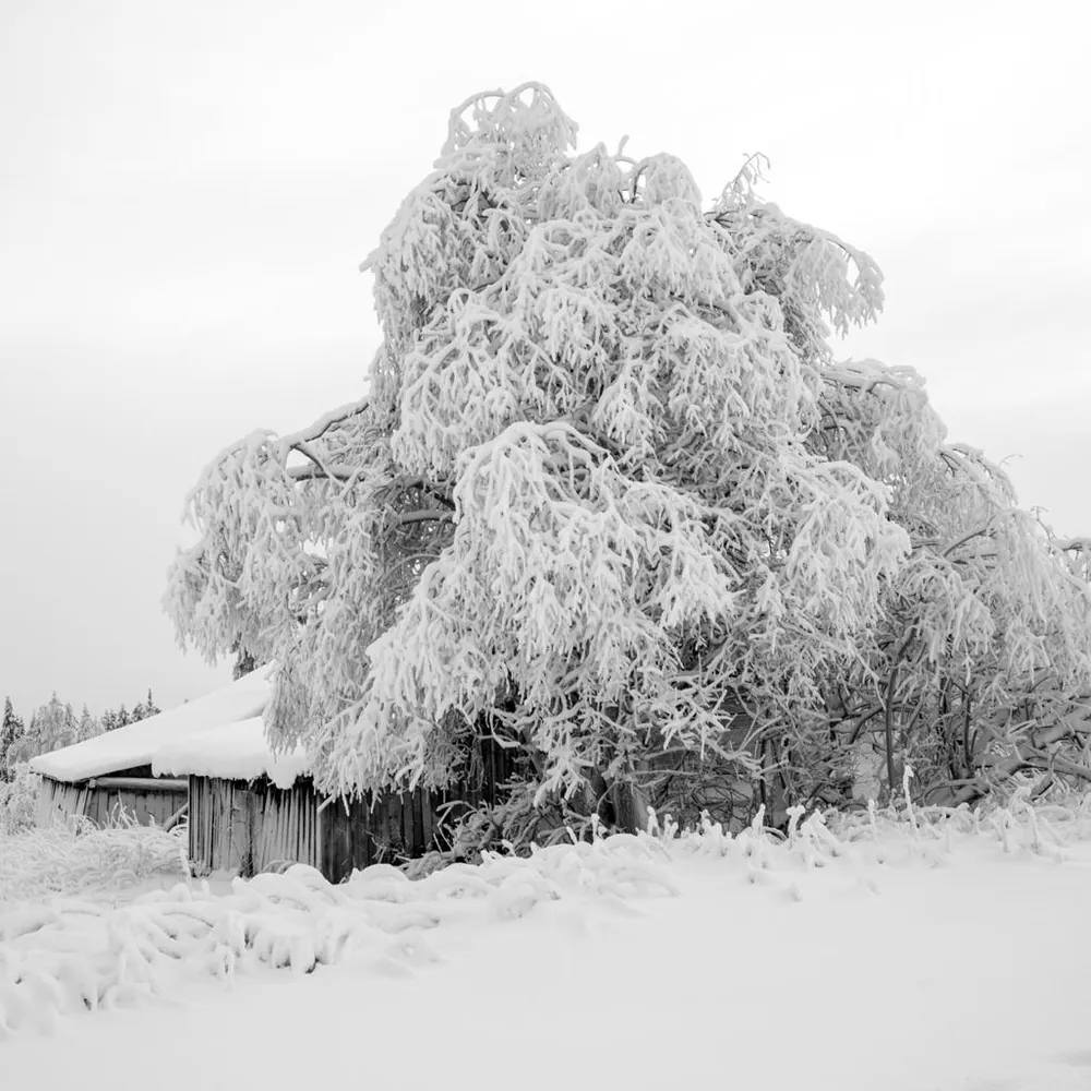 Grand arbre givré dominant un petit chalet en bois sous un épais manteau de neige