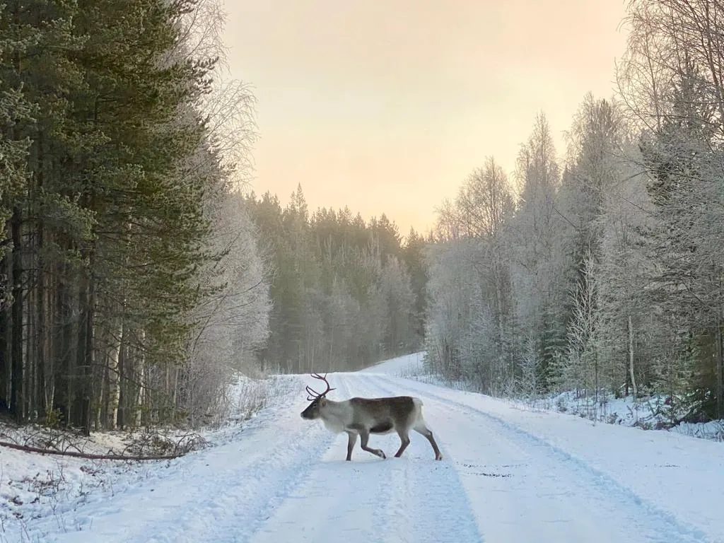 Renne sauvage traversant une route forestière enneigée sous une lumière rosée