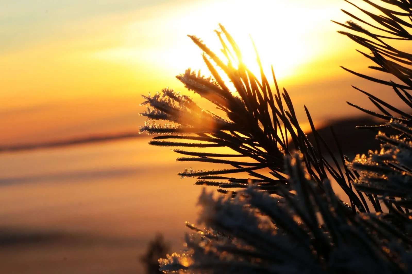 Rameau de pin givré en contre-jour devant un coucher de soleil hivernal doré sur la forêt
