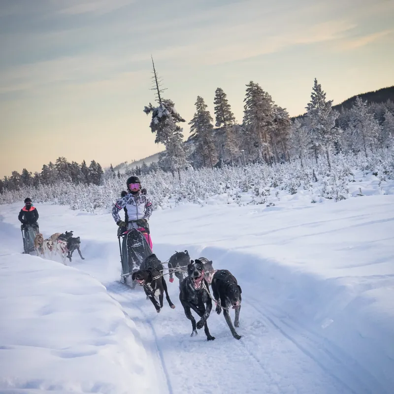 Chiens de la meute en plein effort sur la piste enneigée