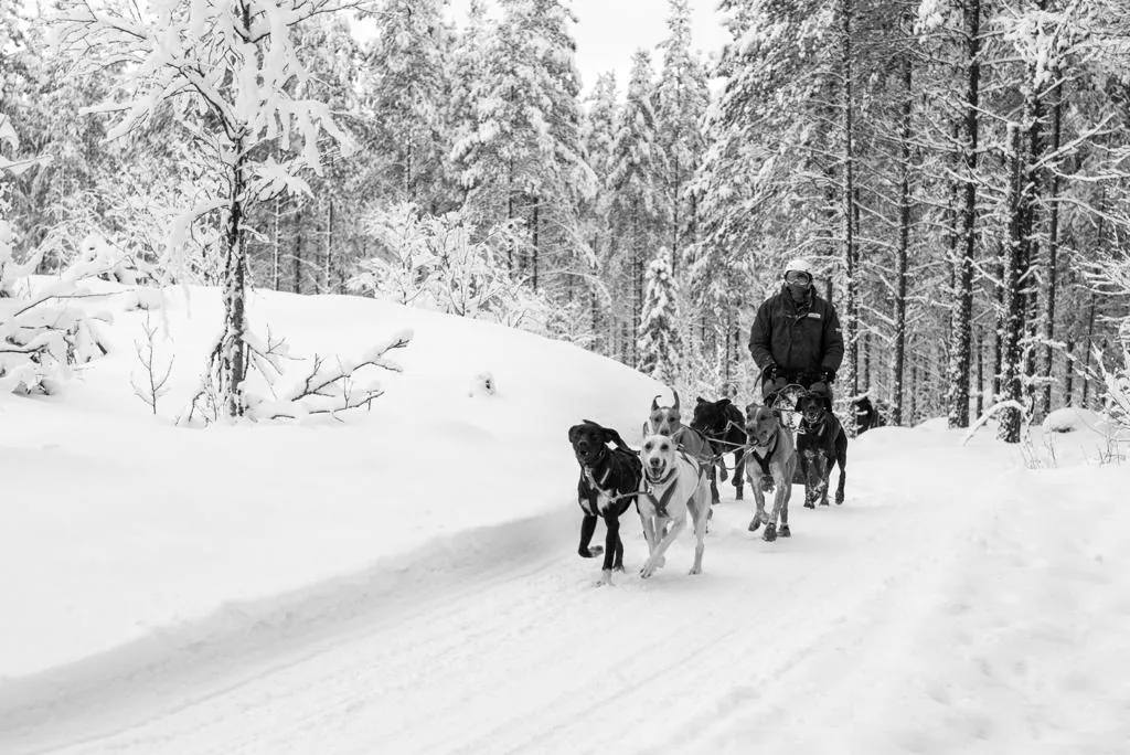 Les chiens de la meute lancés sur la piste, au cœur de la forêt enneigée