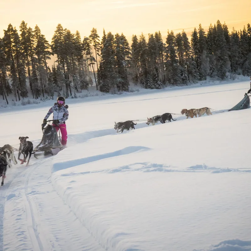 Chiens de la meute traversant le lac gelé au coucher de soleil