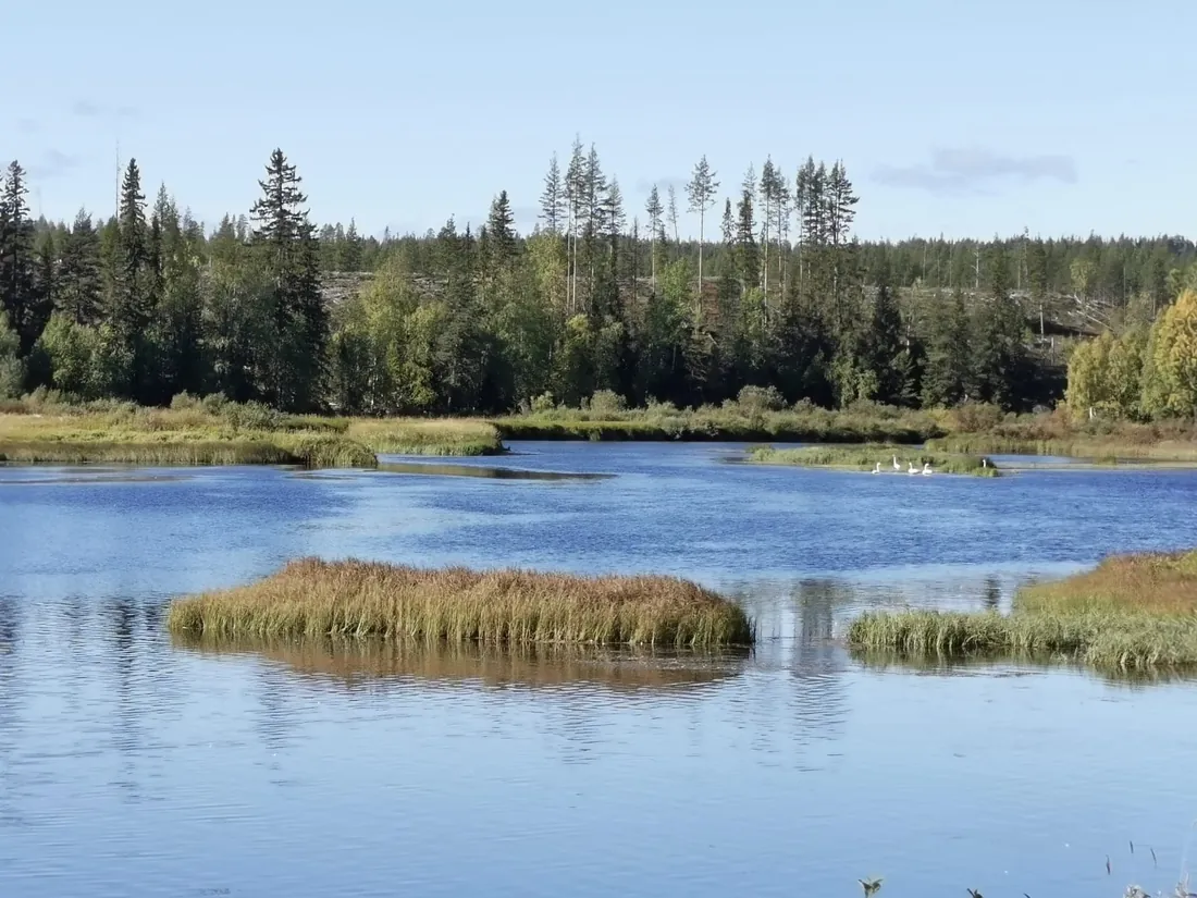 Lac paisible bordé de roseaux dorés et de forêt de conifères sous un ciel d'été