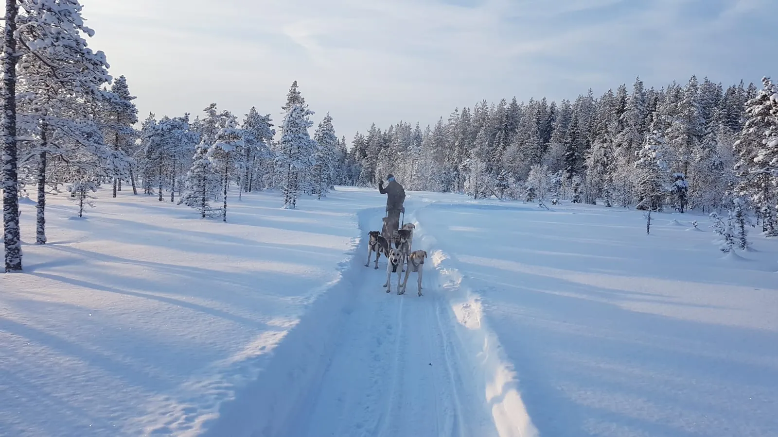 Traîneau à chiens vu de dos filant sur une piste enneigée ensoleillée entre les sapins givrés