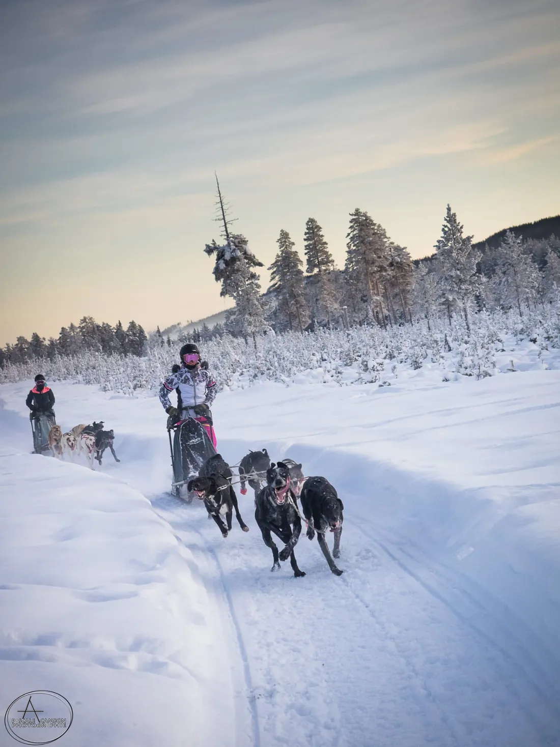 Attelage de chiens de traîneau lancé à pleine vitesse sur une piste enneigée
