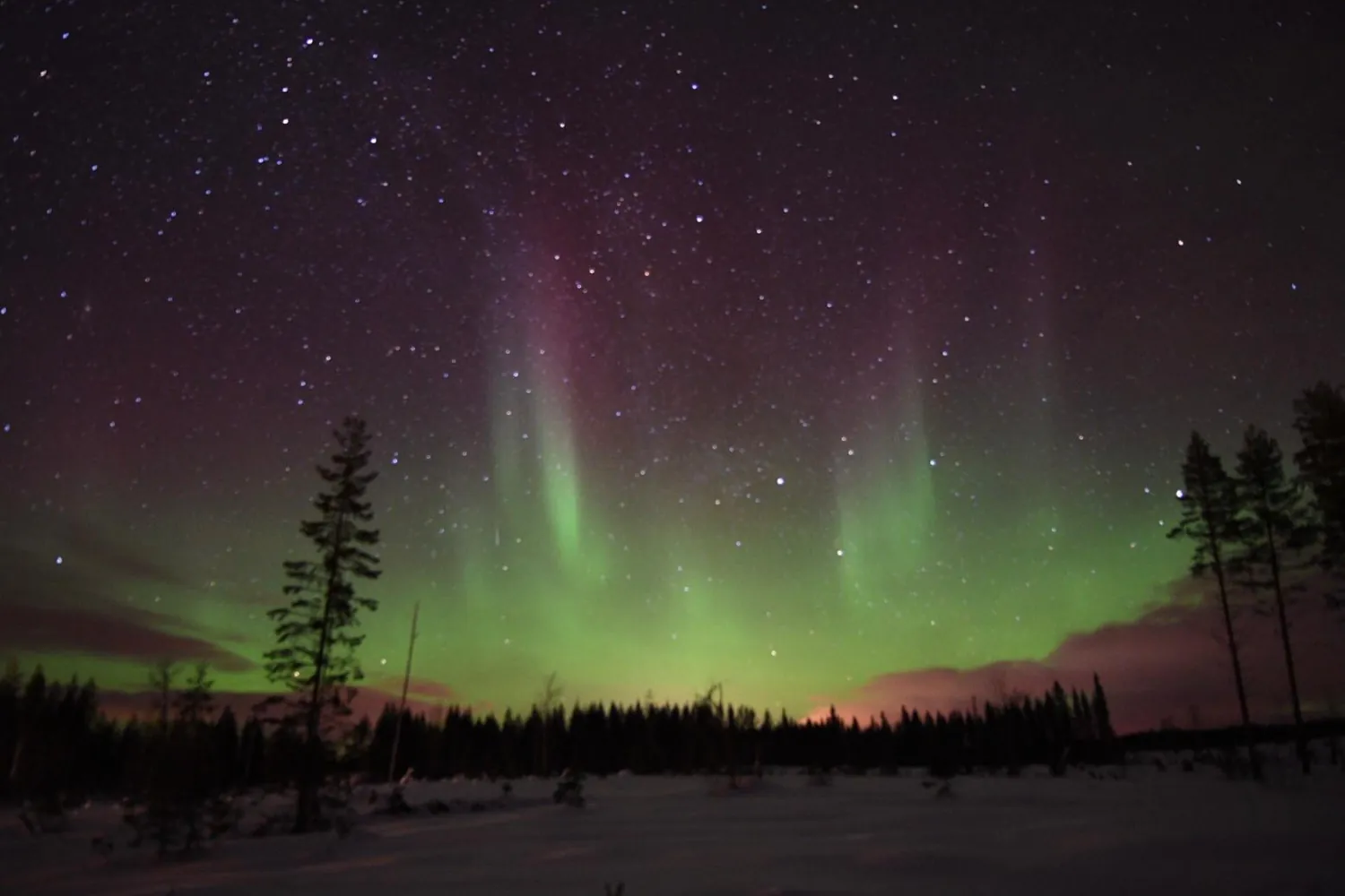 Aurore boréale verte et violette illuminant un ciel étoilé au-dessus d'une forêt enneigée