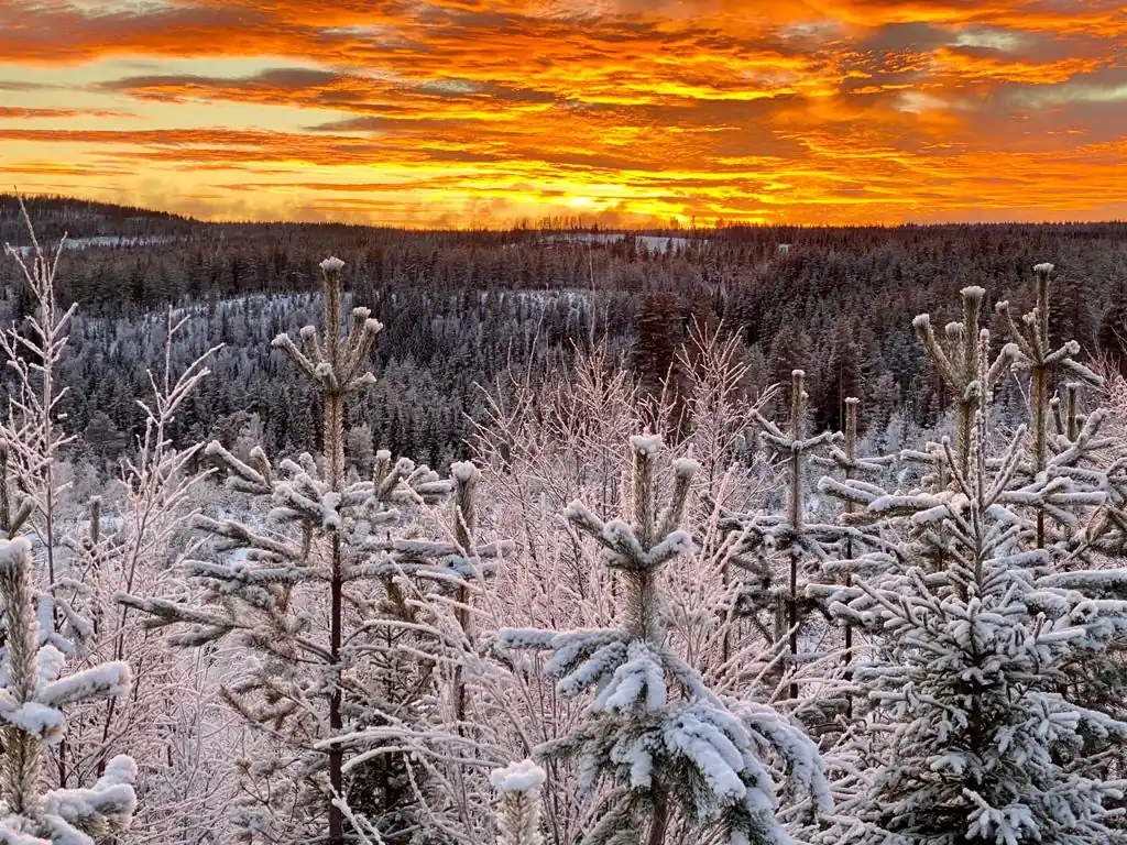 Coucher de soleil orange embrasant la forêt boréale enneigée vue depuis les hauteurs