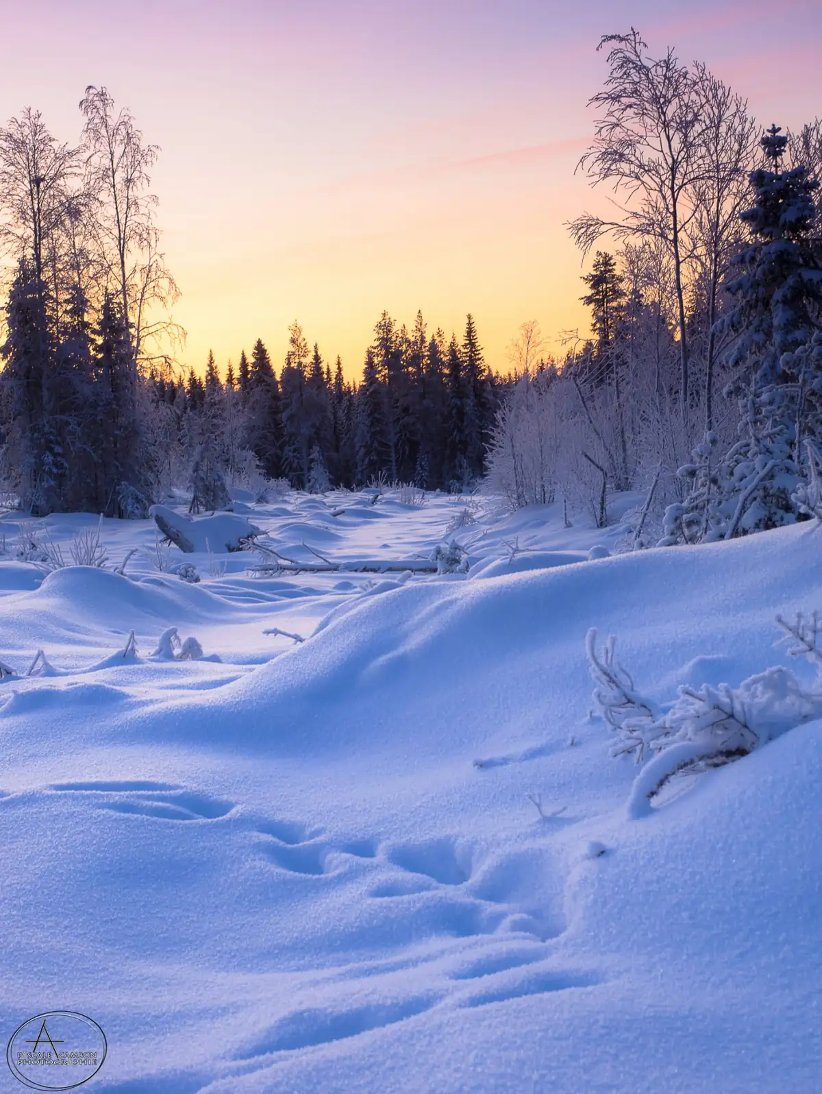Coucher de soleil rose et doré sur une étendue enneigée bordée de sapins givrés