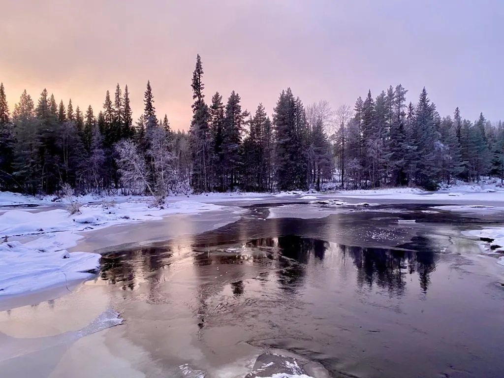Rivière gelée aux reflets roses au crépuscule devant une forêt de sapins enneigée