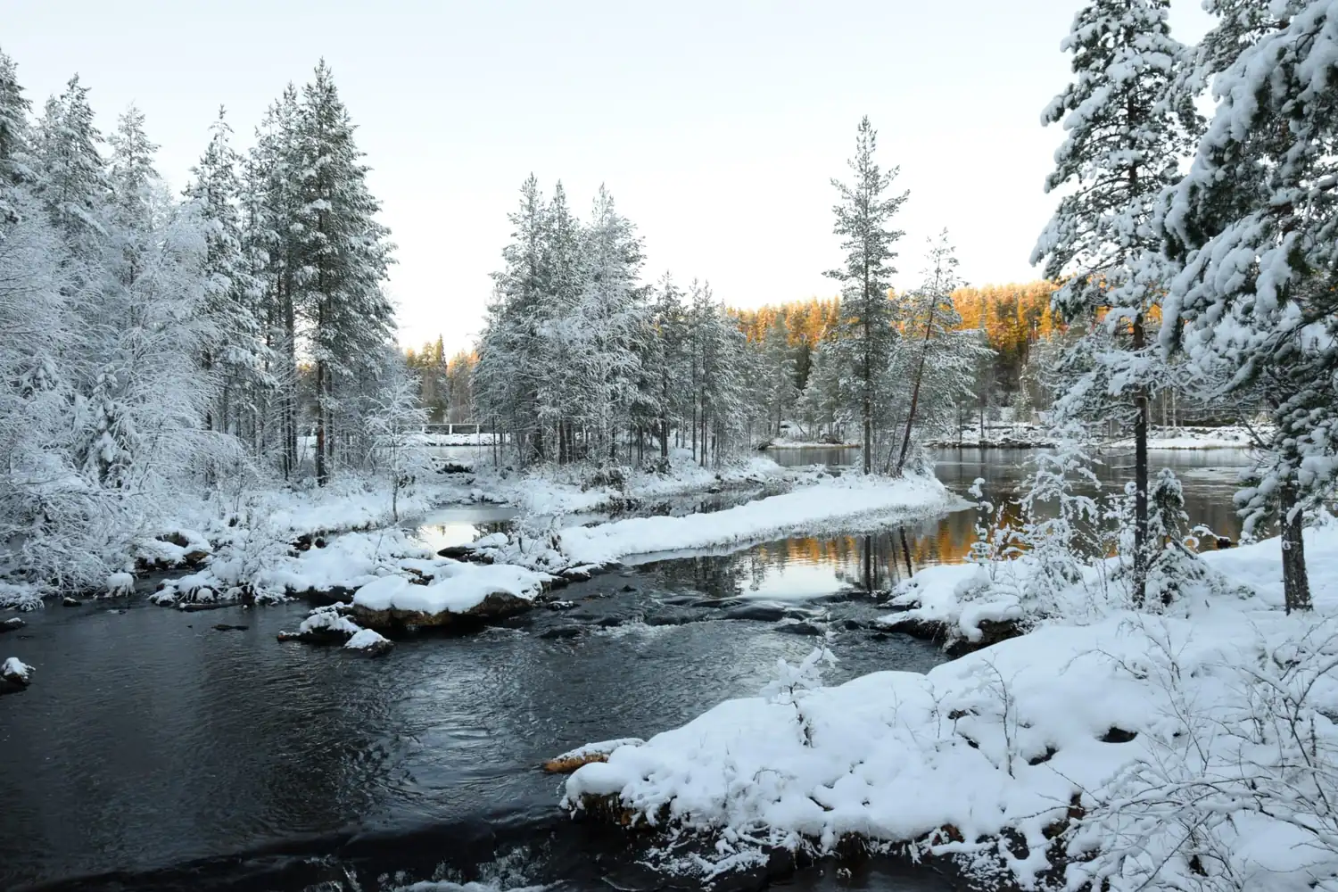 Rivière sinueuse entre berges enneigées et sapins givrés au cœur de la forêt laponne