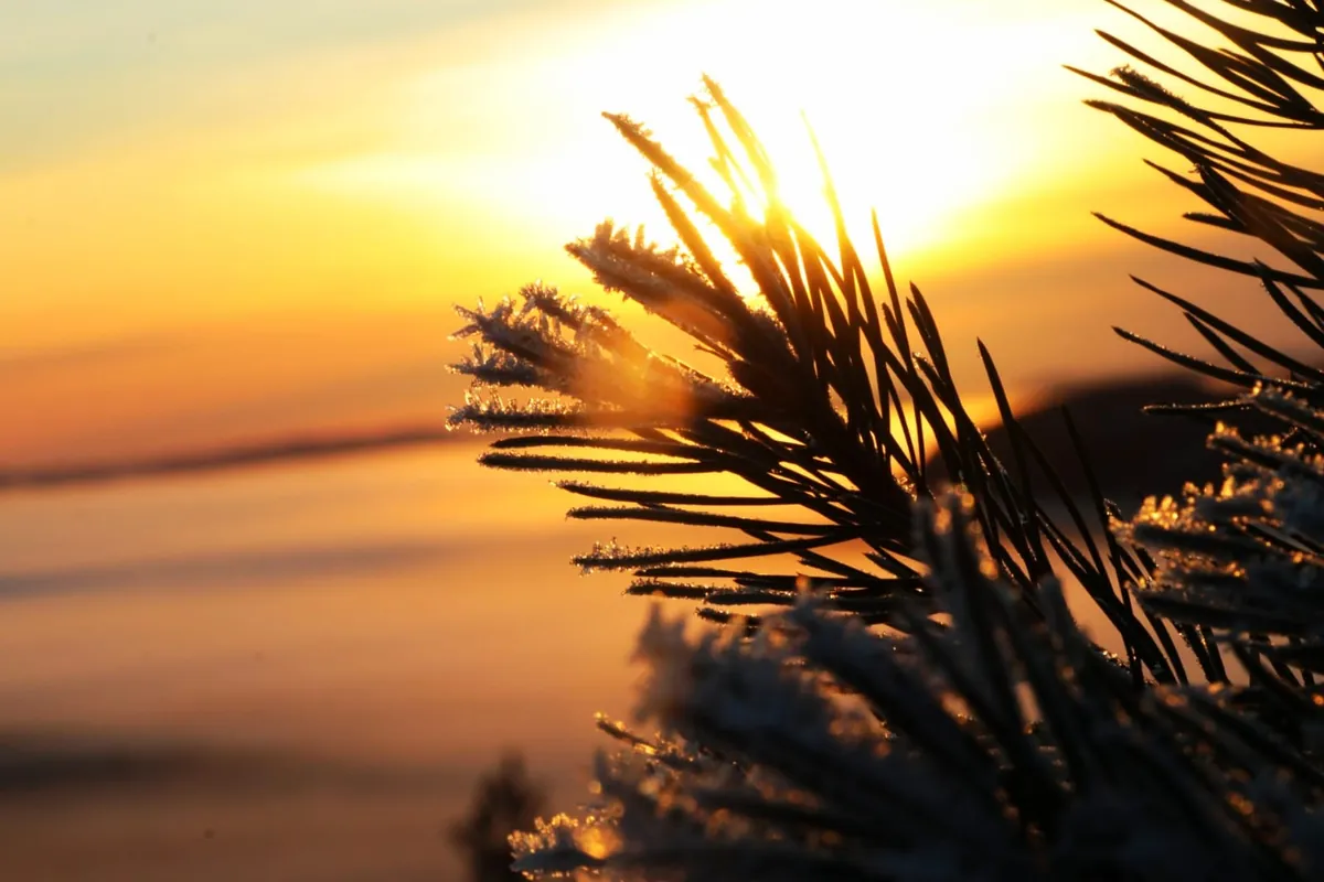 Rameau de pin couvert de givre en contre-jour devant un coucher de soleil hivernal doré