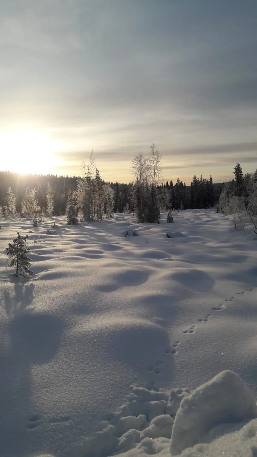 Étendue de neige vierge baignée de soleil rasant, forêt givrée et traces dans la neige