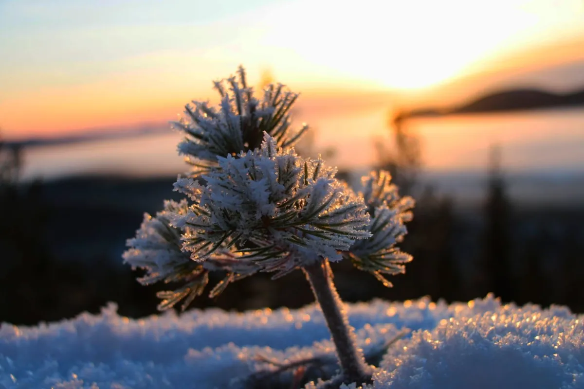 Petit sapin couvert de givre cristallin devant un coucher de soleil doré hivernal