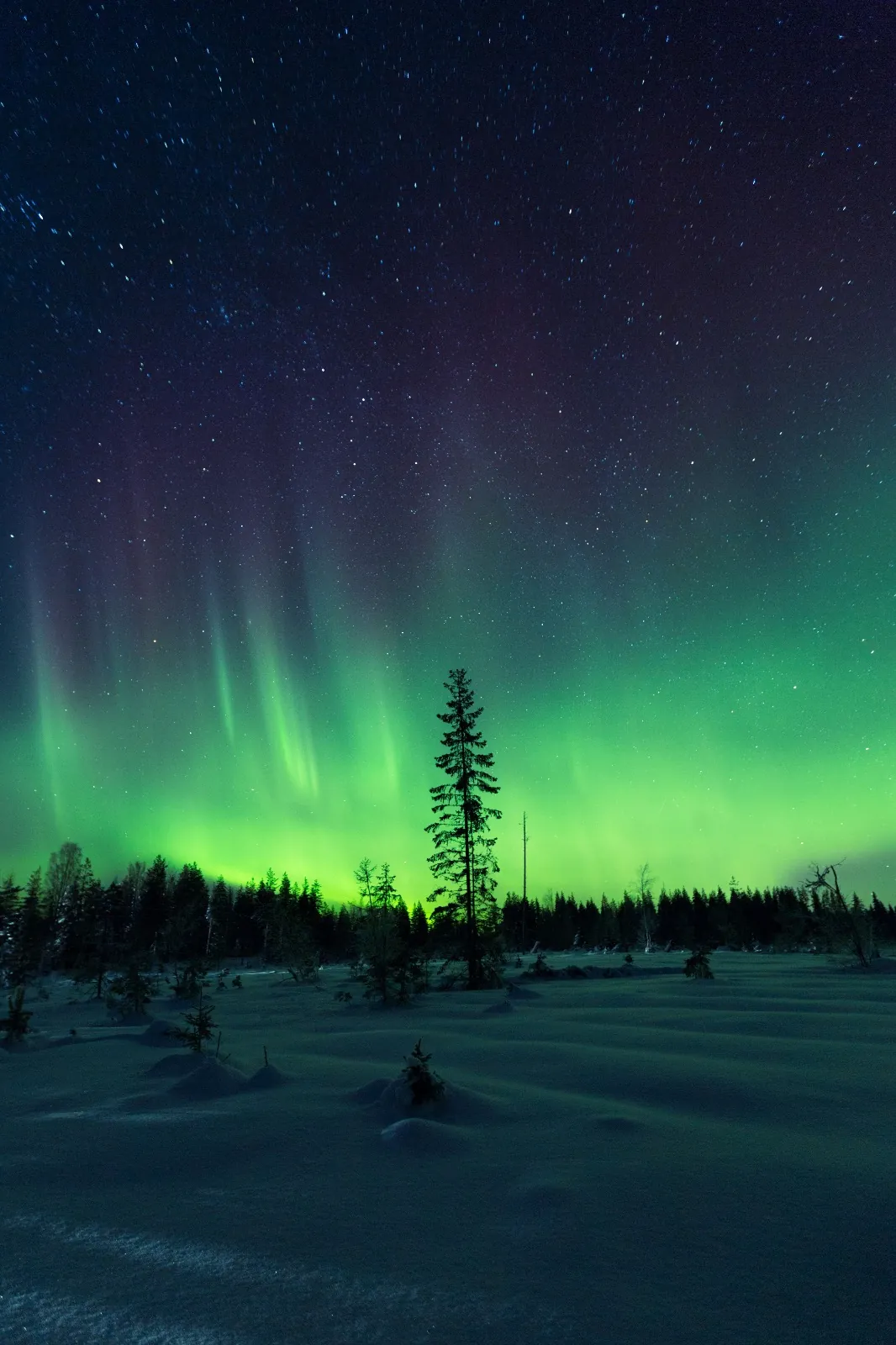 Aurore boréale verte illuminant le ciel étoilé au-dessus d'un sapin solitaire dans la neige