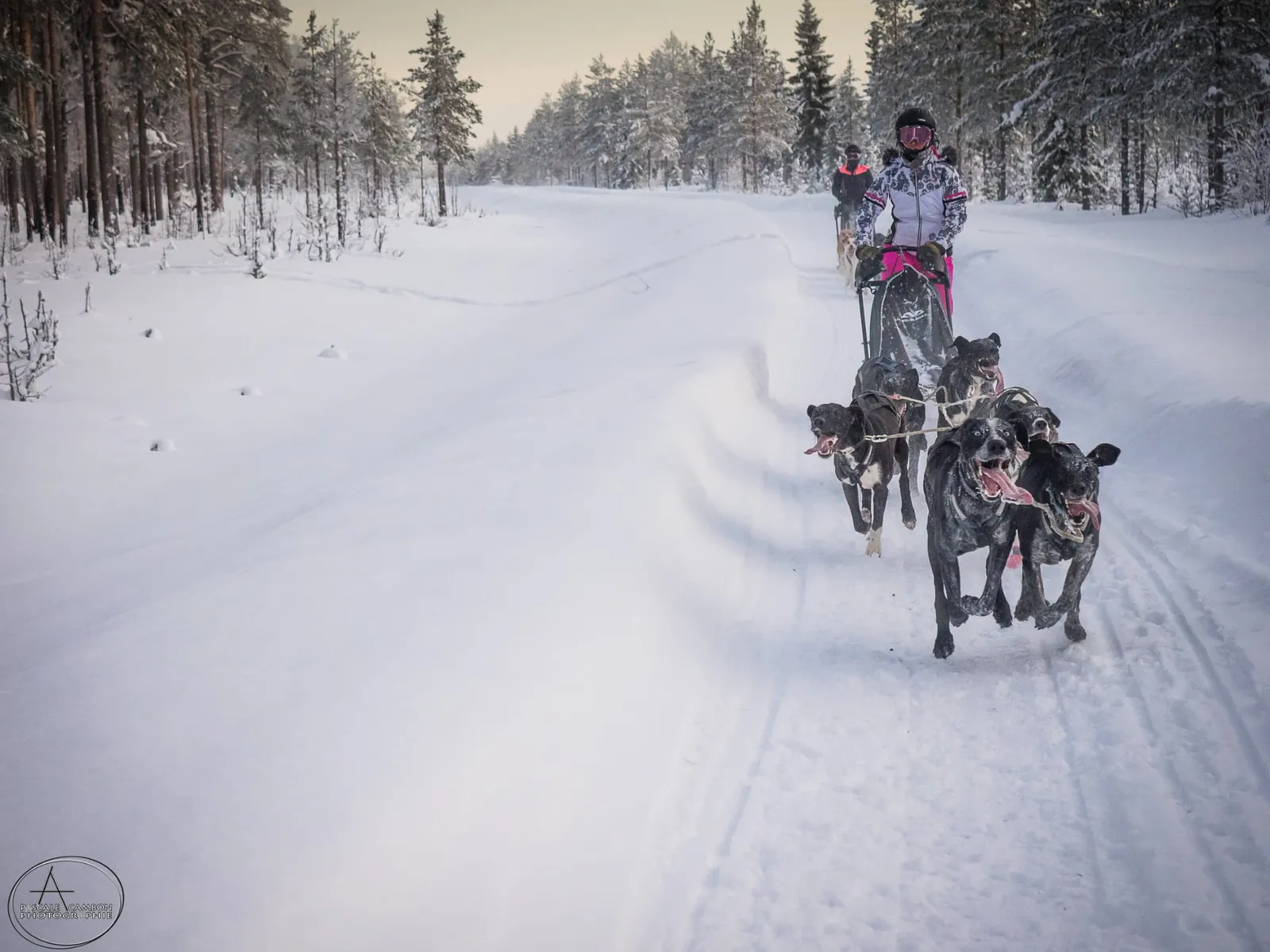 Attelage de chiens de traîneau lancé sur une large piste enneigée au crépuscule lapon