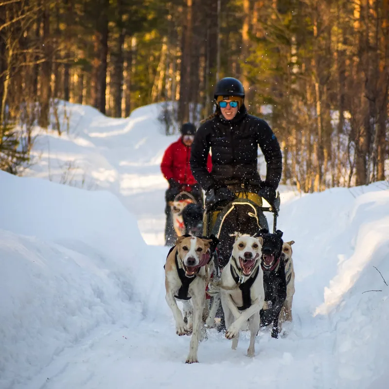 Rémy menant son attelage de chiens de traîneau lancé sur la piste enneigée